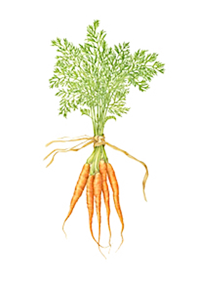 Carrots