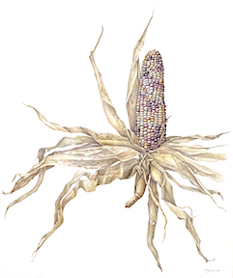 Indian Ornamental Corn